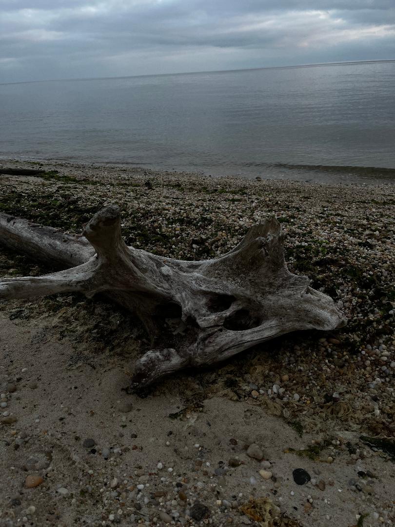 Driftwood.jpg