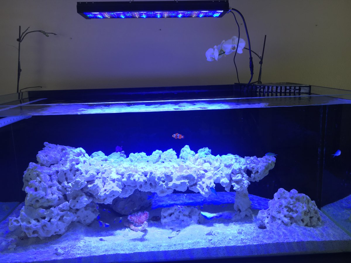 NEW DIY REEF AFTER BEING OUT FOR 13 YEARS | Reef2Reef