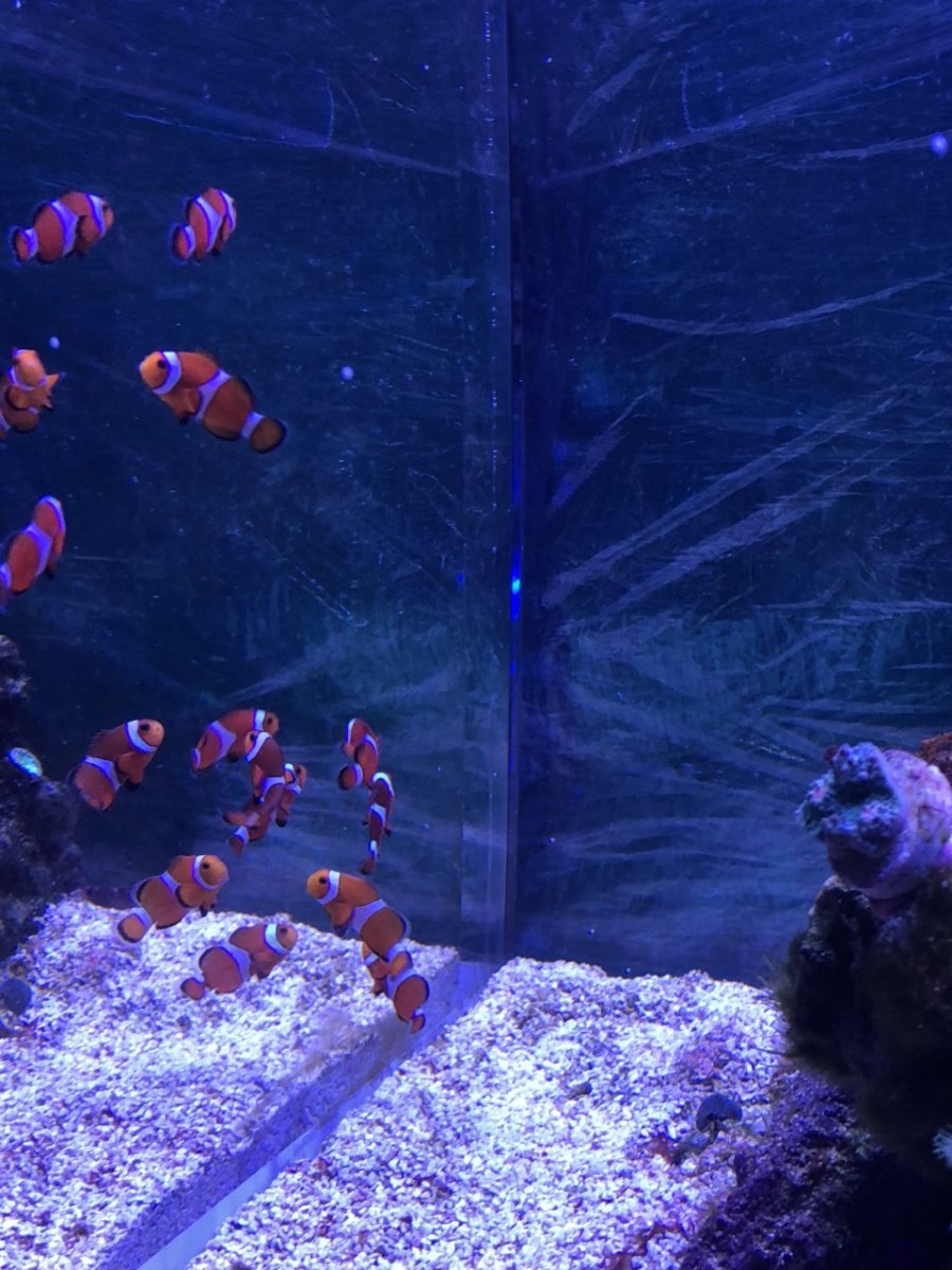 Show me your best clownfish pics! Page 2 Reef2Reef