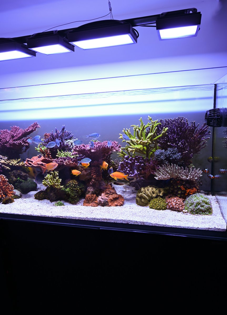 DSC-4750.jpg