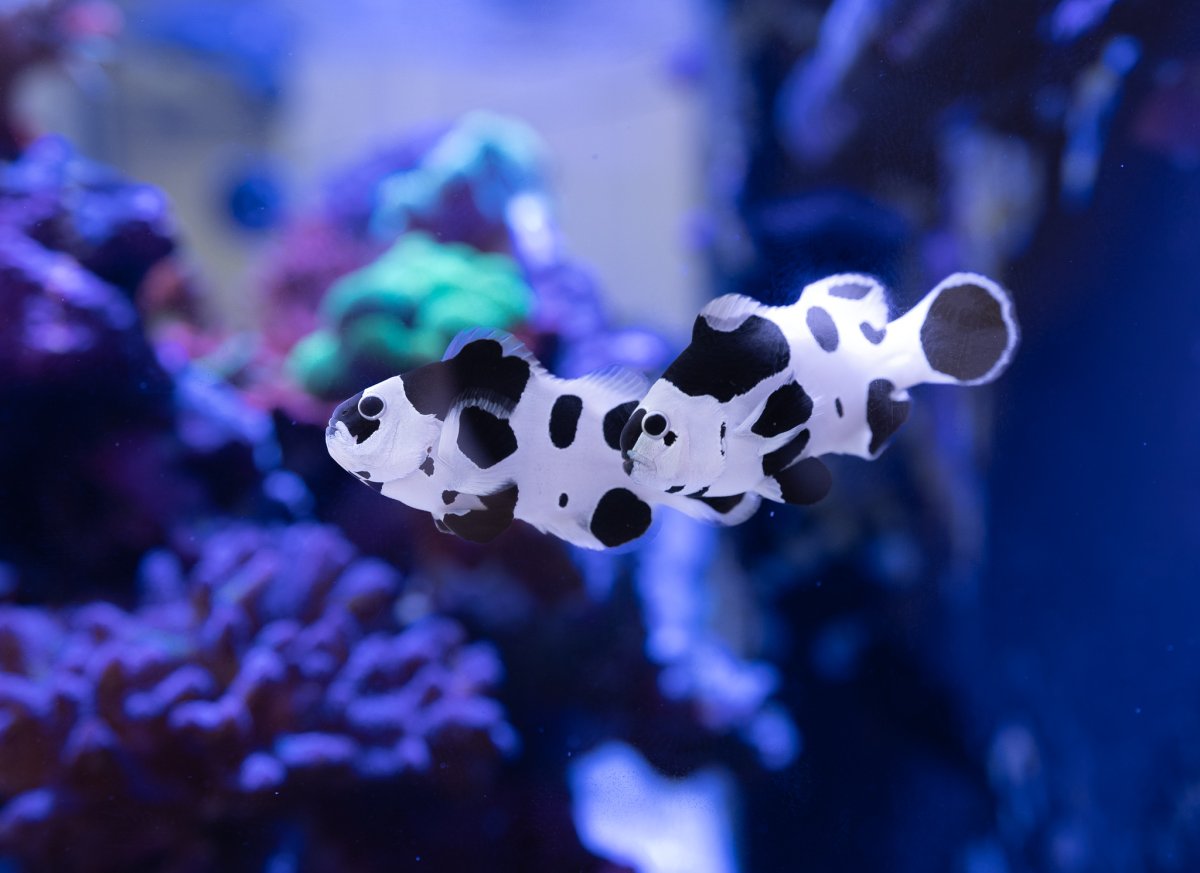 Reef Spotlight - REEF OF THE MONTH - June 2023: Swiss Frag