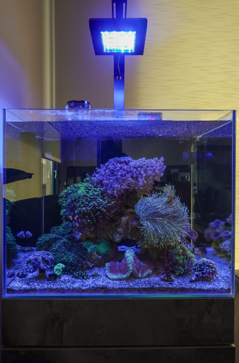 My new camera Sony RX100VI and some shots | Reef2Reef