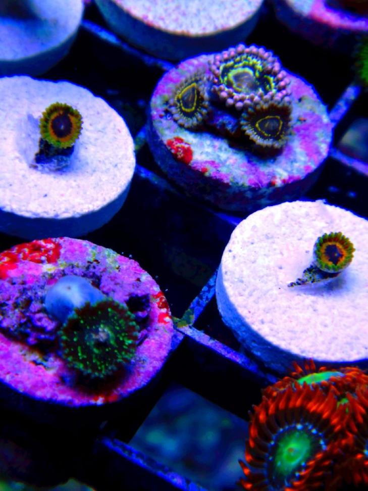 Post a pic of your most expensive zoa/paly REEF2REEF Saltwater and