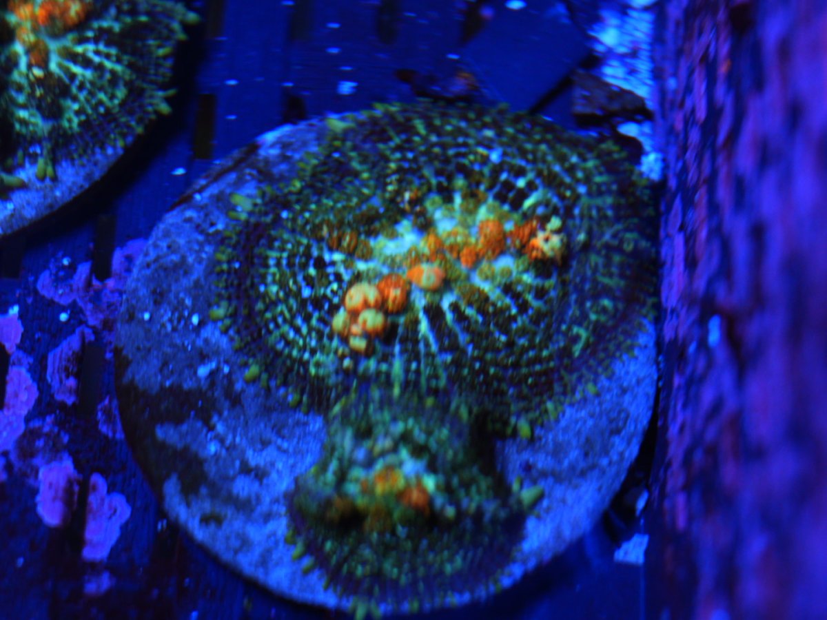 DSC00585.JPG