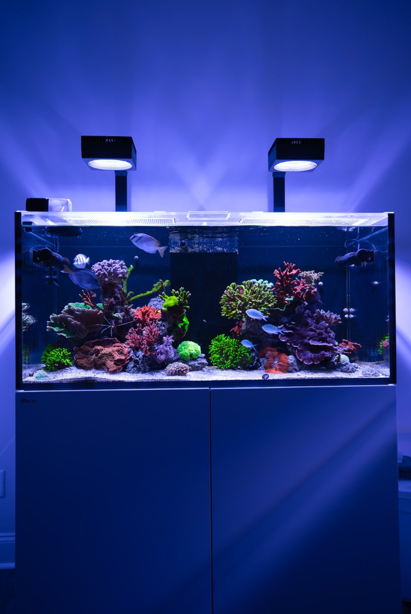 Red Sea　Reef ATO Red Sea Reef ATO+ System - AquaCave.com | AquaCave
