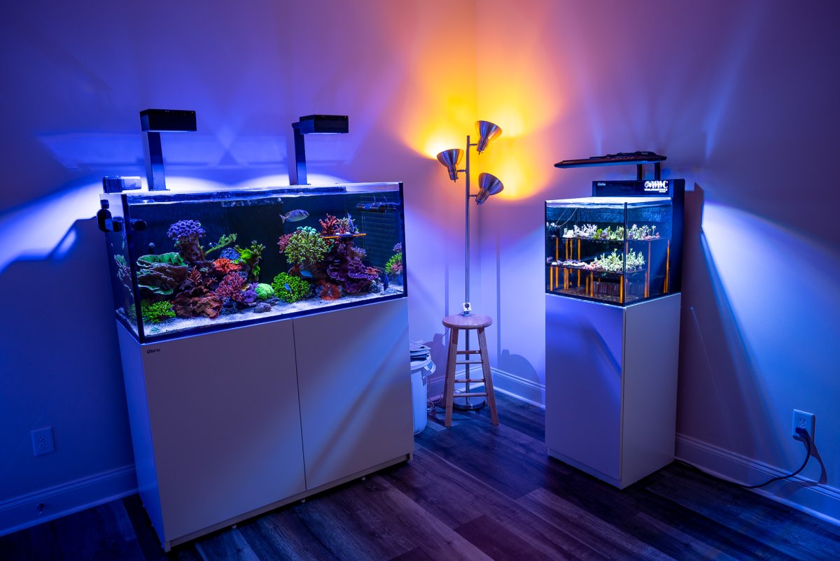 Reef Spotlight - REEF OF THE MONTH - June 2023: Swiss Frag Reefer's ...