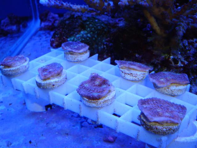 DSC01600 (Small).JPG