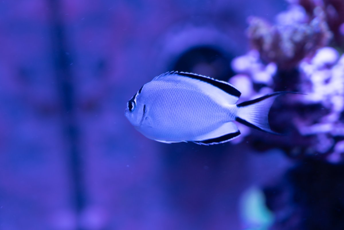 DSC02411.jpg