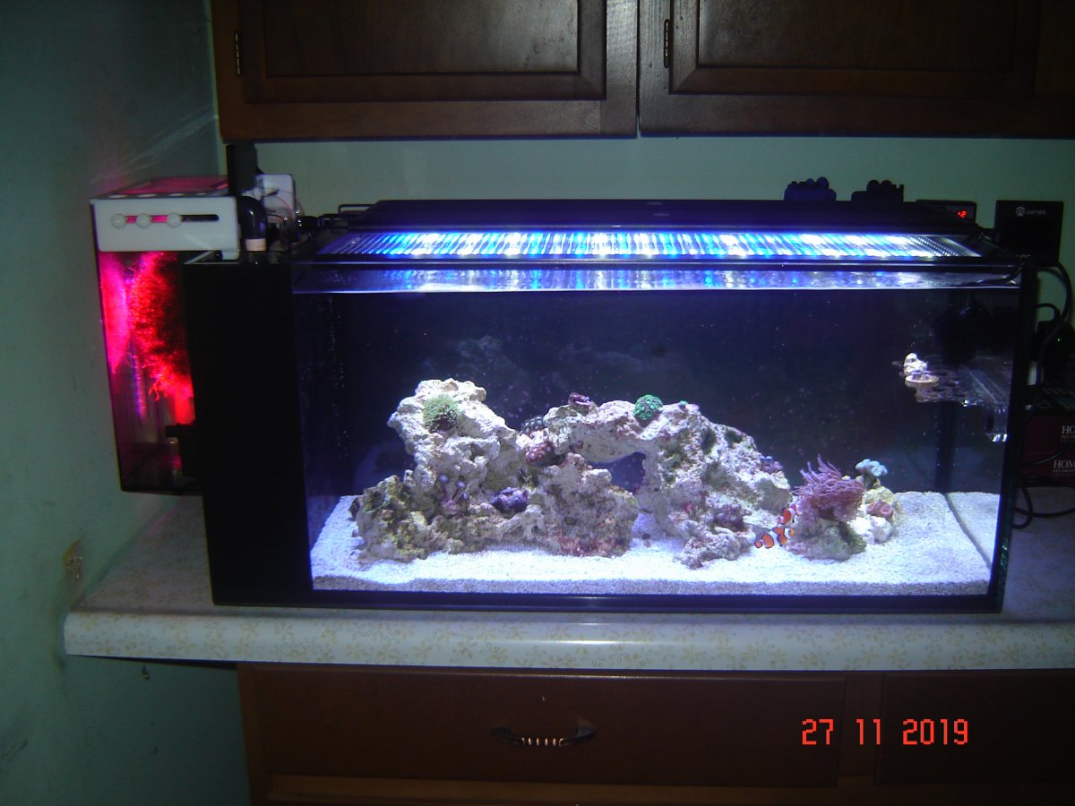 Come on Marine Depot! | Page 2 | REEF2REEF Saltwater and Reef Aquarium ...