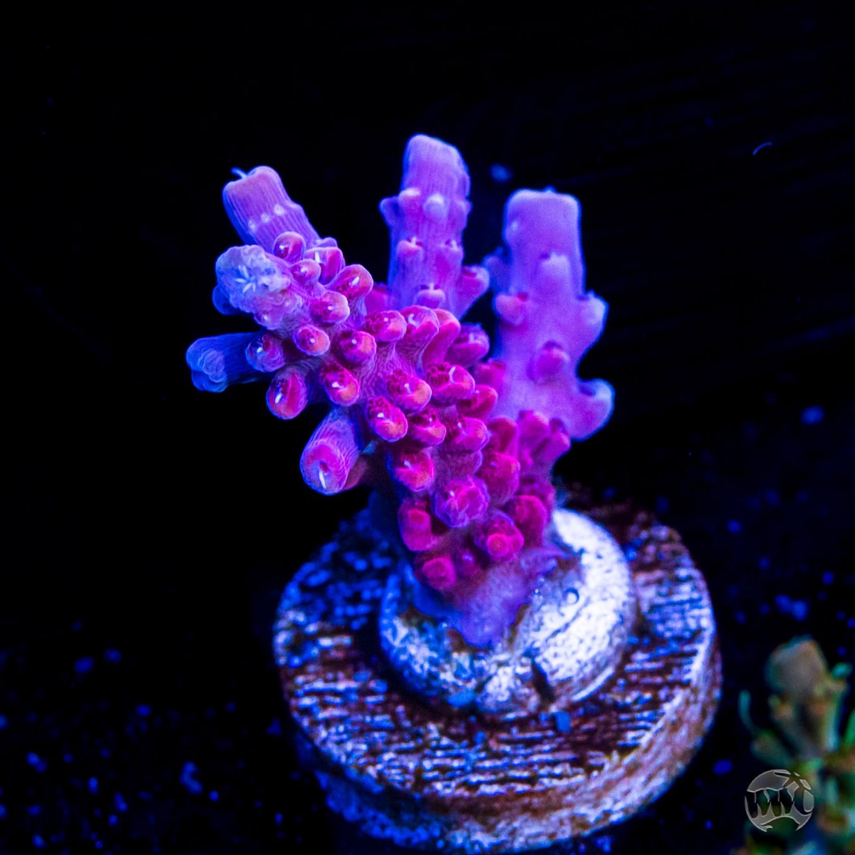 First sale of the year! The WWC Blizzard Flash Sale! 1100 corals up to ...