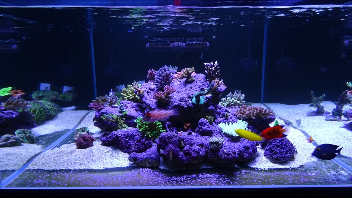 Using Chaeto and Nitrate Readings | Reef2Reef