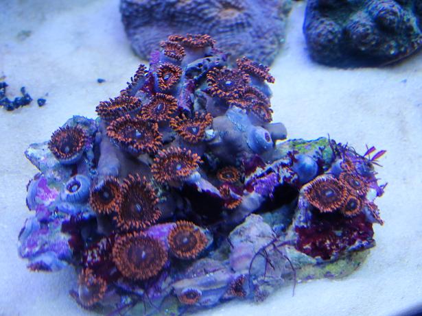 35+polyp colony of Darth Maul zoas for sale! will frag on request ...