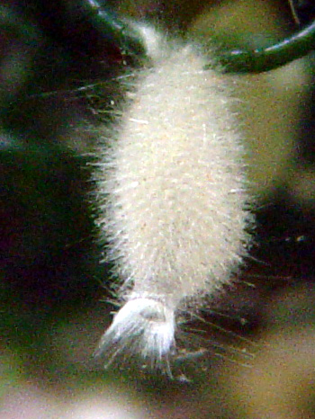 dsc04626_sponge_pineapple-vi.jpg