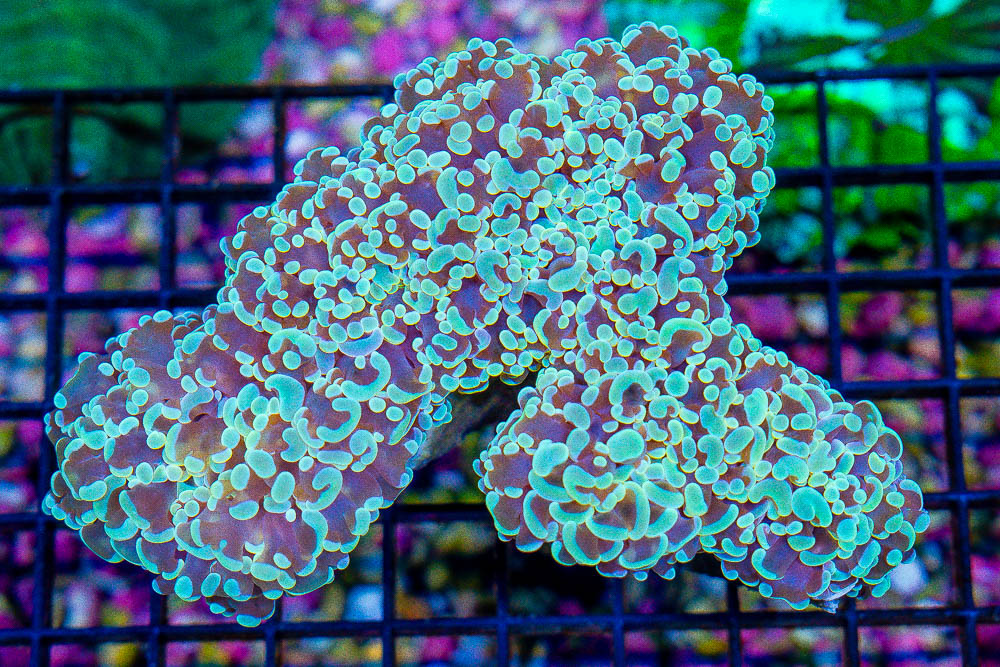 **Can't Miss Feature Friday Video: New WYSIWYG Colonies!** 300+ Brand ...