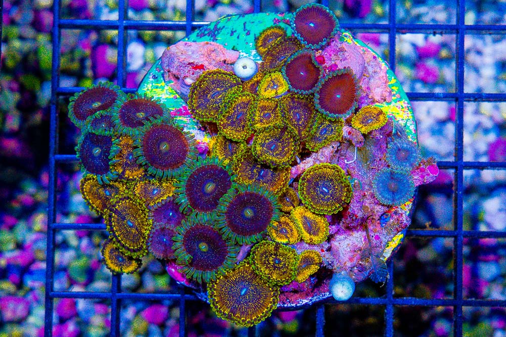 **Can't Miss Feature Friday Video: New WYSIWYG Colonies!** 300+ Brand ...