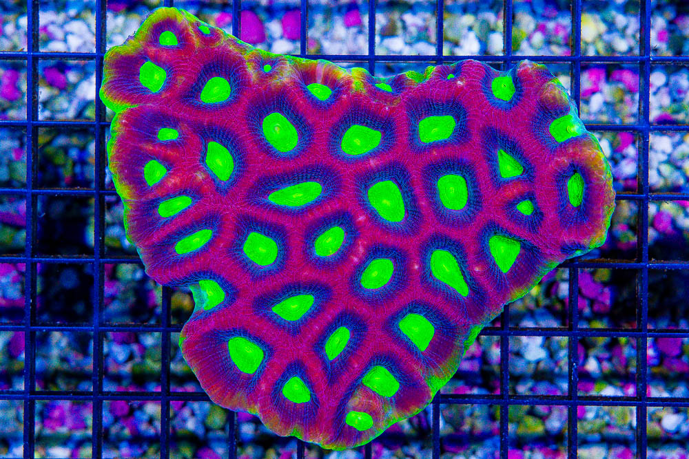 **25% Off 400+ WYSIWYG Colonies Ends Tomorrow!** New Wednesday ...