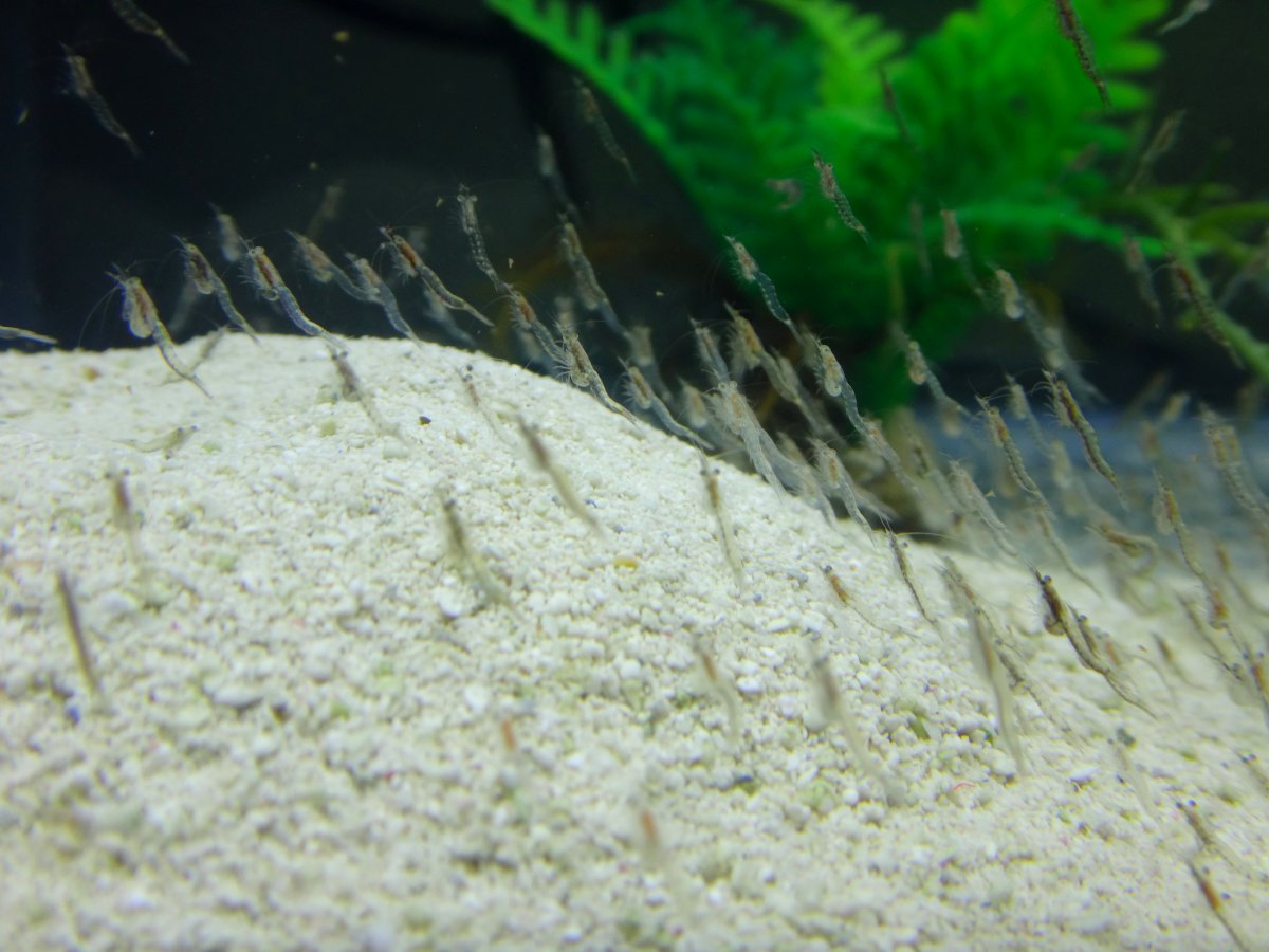 breeding mysis shrimp