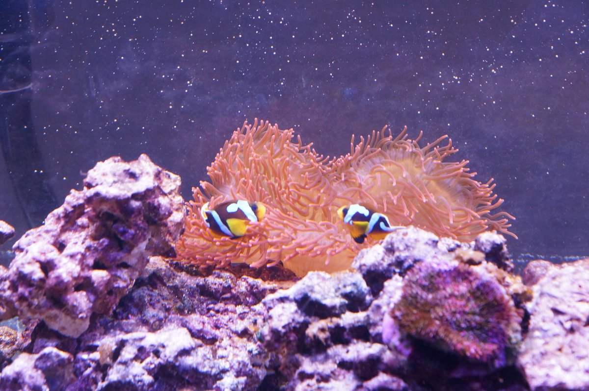 Are Clarkii Clownfish Really As Bad As People Say They Are? | Page 2 ...