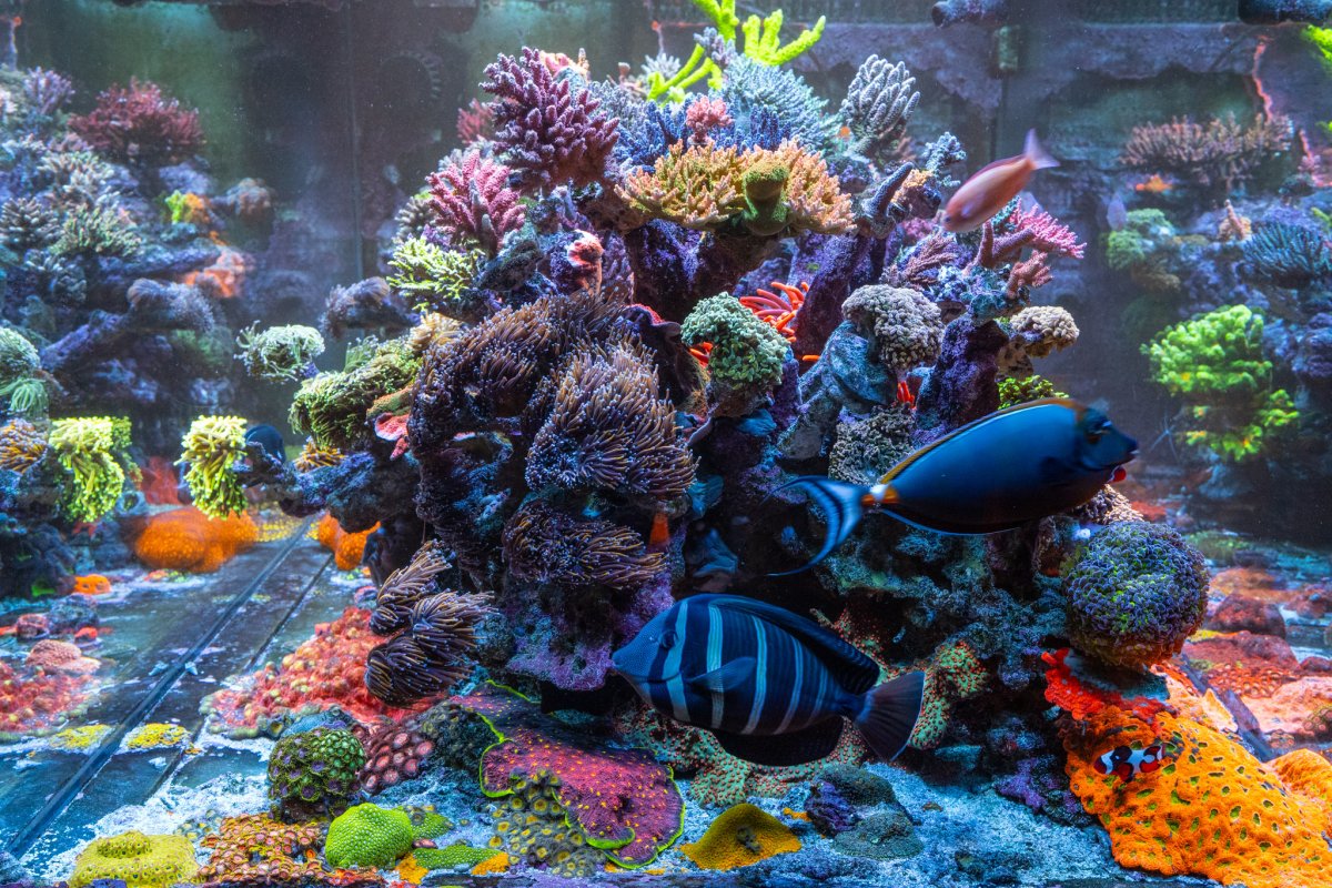 Build Thread - Reef Experience - Waterbox REEF LX 340.7