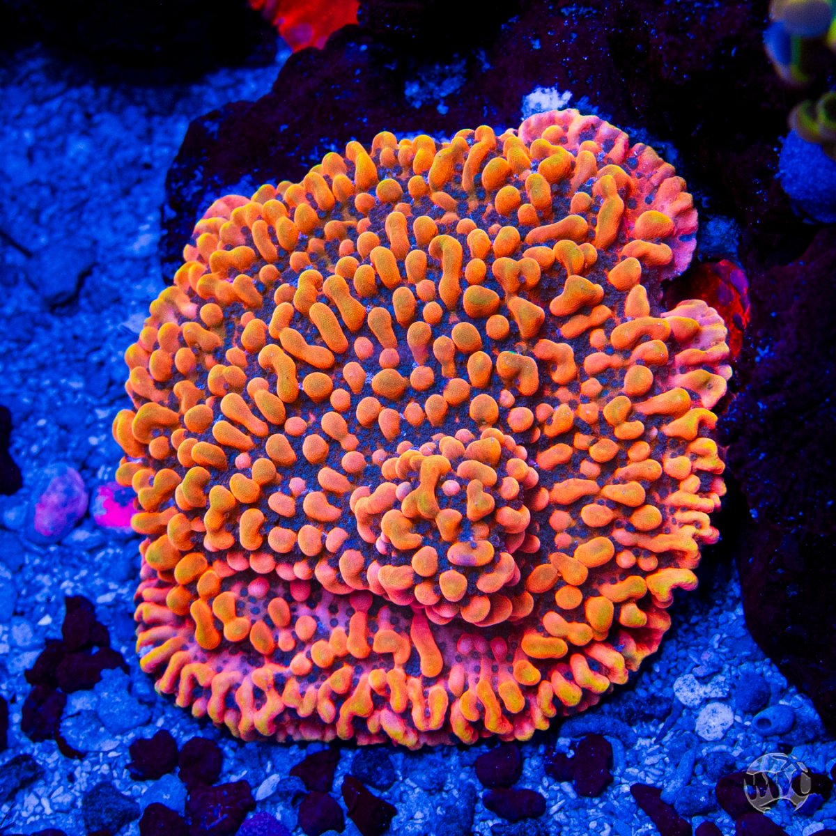 REEF OF THE MONTH - March 2025: Arie's Midwest Mini Ocean