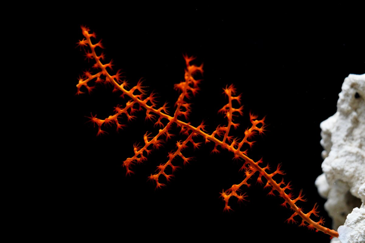 QUESTION OF THE DAY - Non-conforming coral: Have you kept NPS corals ...