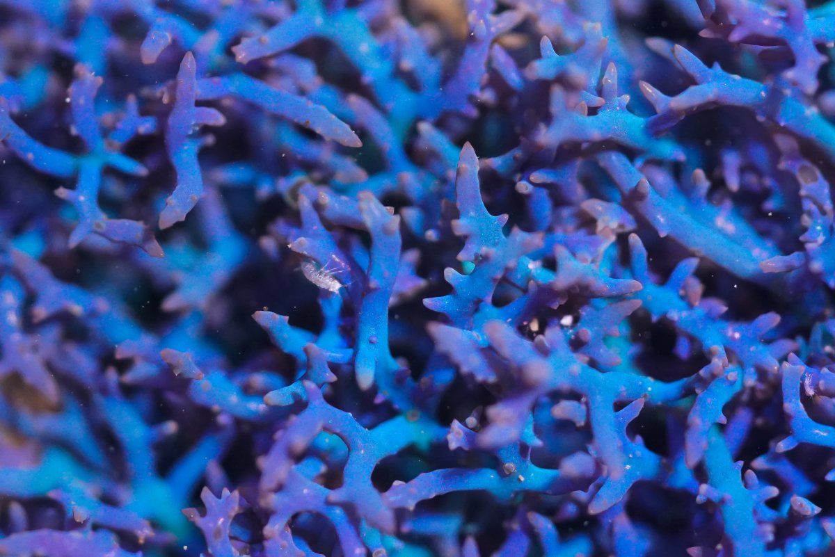 What is your favorite macroalgae? | Reef2Reef