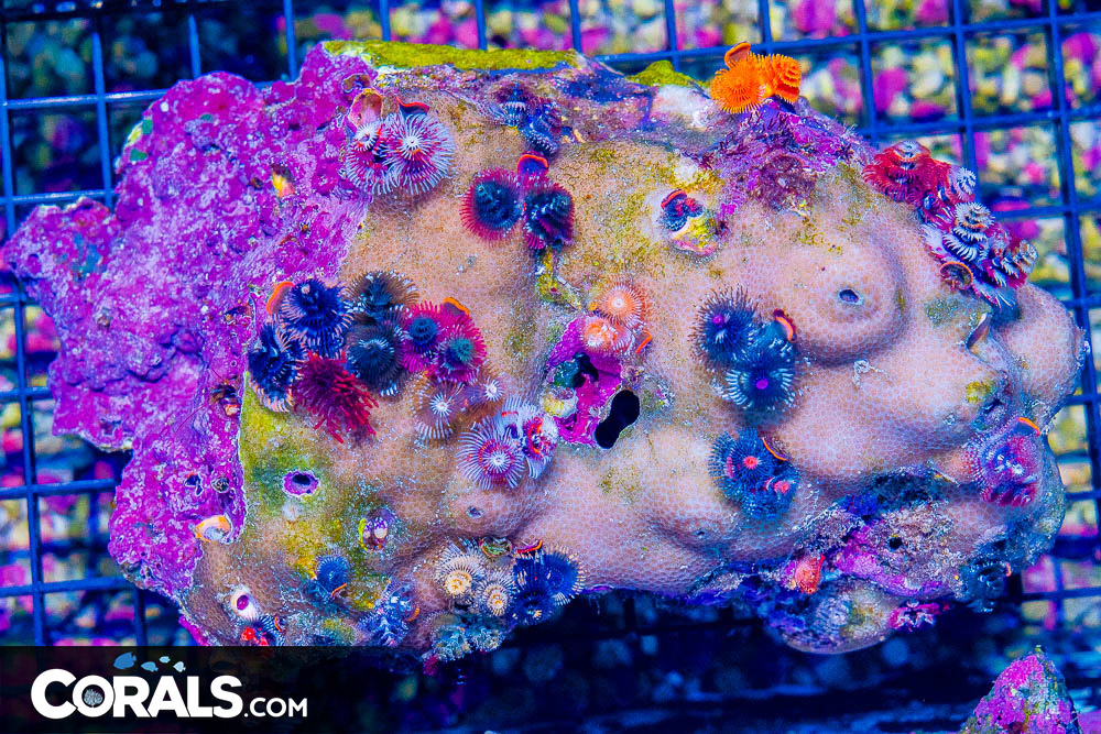 **Exclusive SPS Coupon Code! Fire Worm Rocks!** 30% Off ORA Clams ...