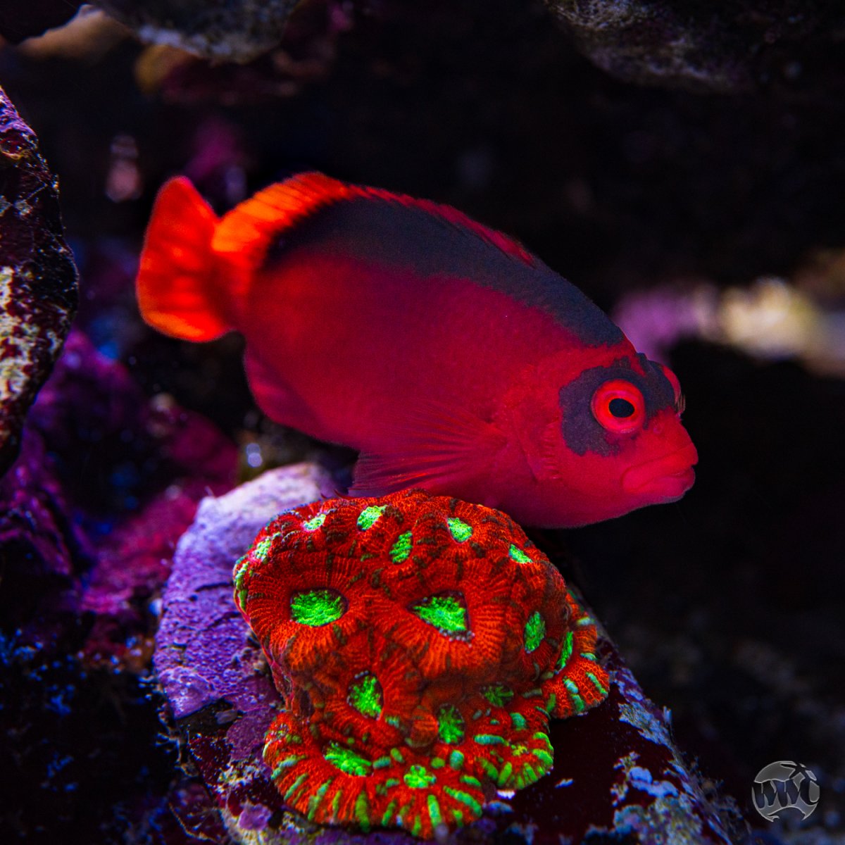Reef Spotlight - REEF OF THE MONTH - April 2025: WWC's 400-gallon