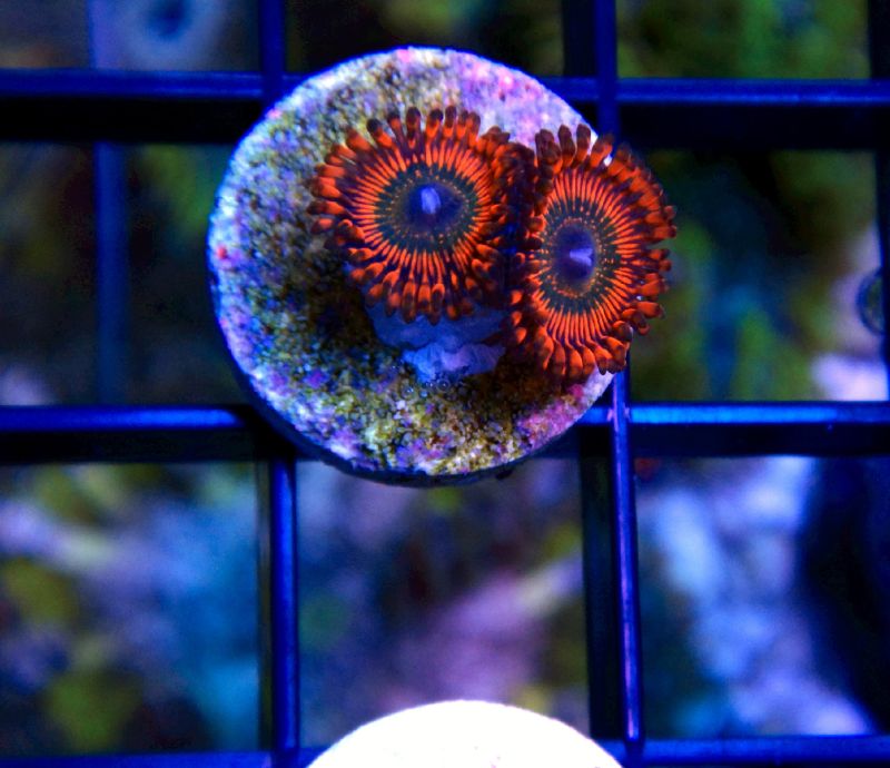PolyChromatic Pictures | Reef2Reef