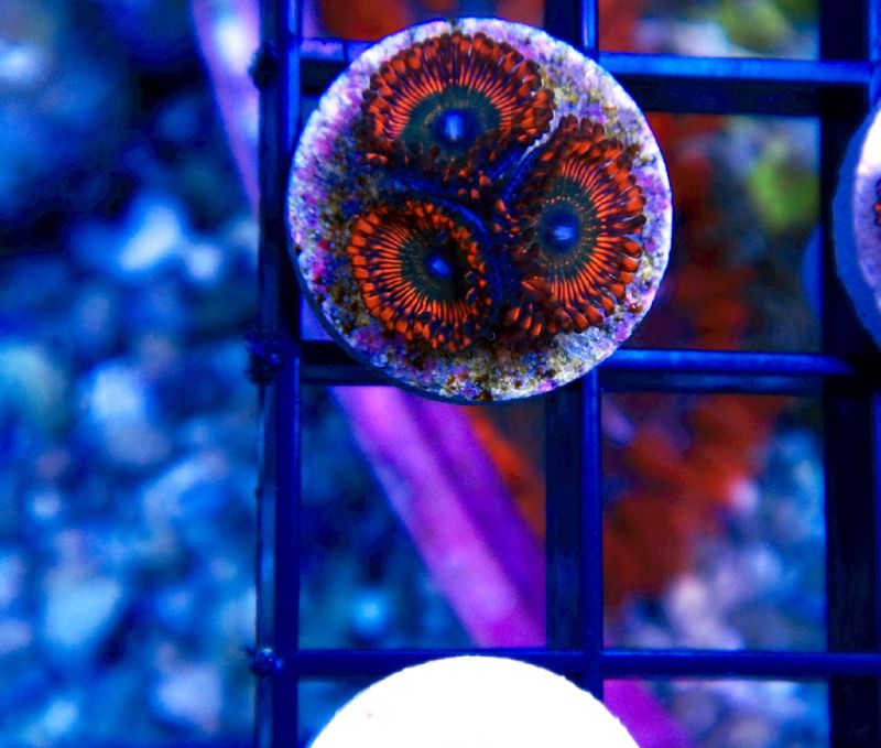PolyChromatic Pictures | Page 2 | Reef2Reef