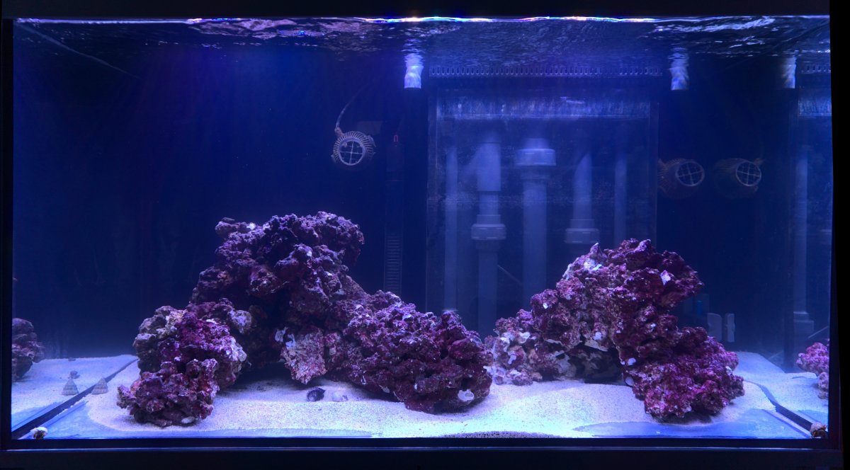 Aquarium chat room