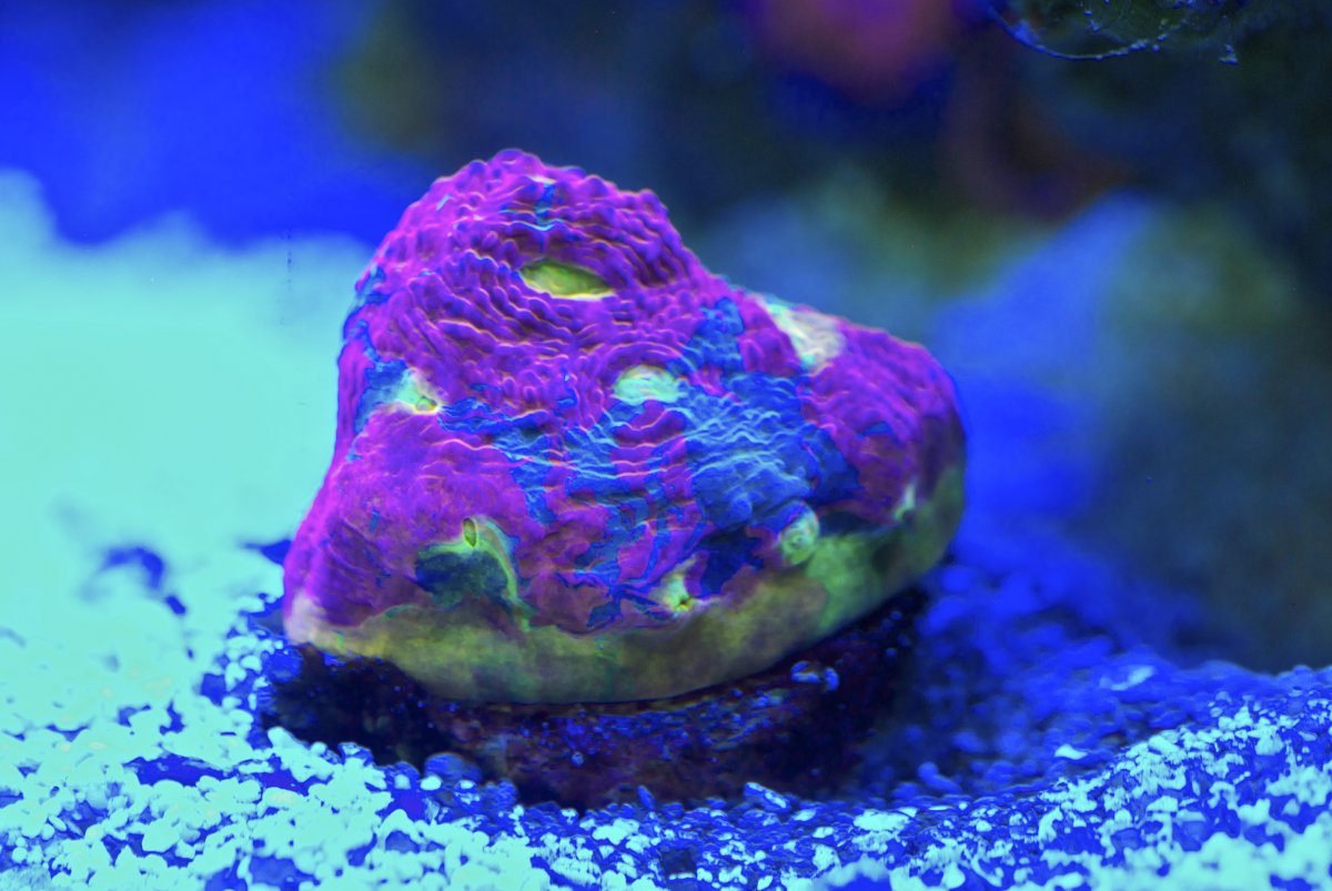 DSC_0006.jpg