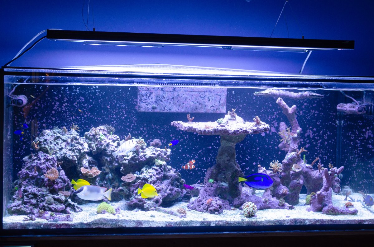 kloon gemakkelijk te kwetsen Kanon Anybody have a 60" x 30" tank? | REEF2REEF Saltwater and Reef Aquarium Forum