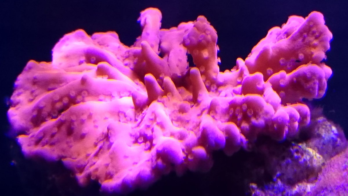 DSC_0052.JPG