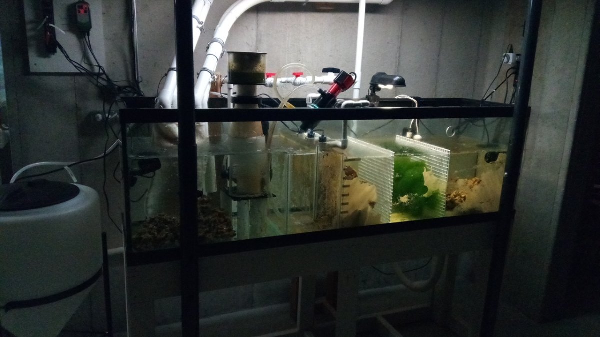 Sump Sunday! | Page 2 | Reef2Reef