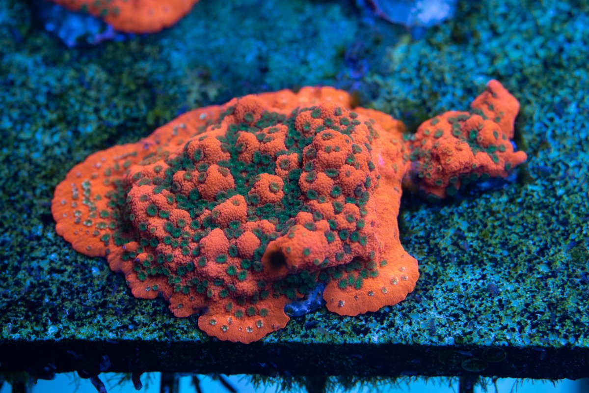 DSC_0064.jpg