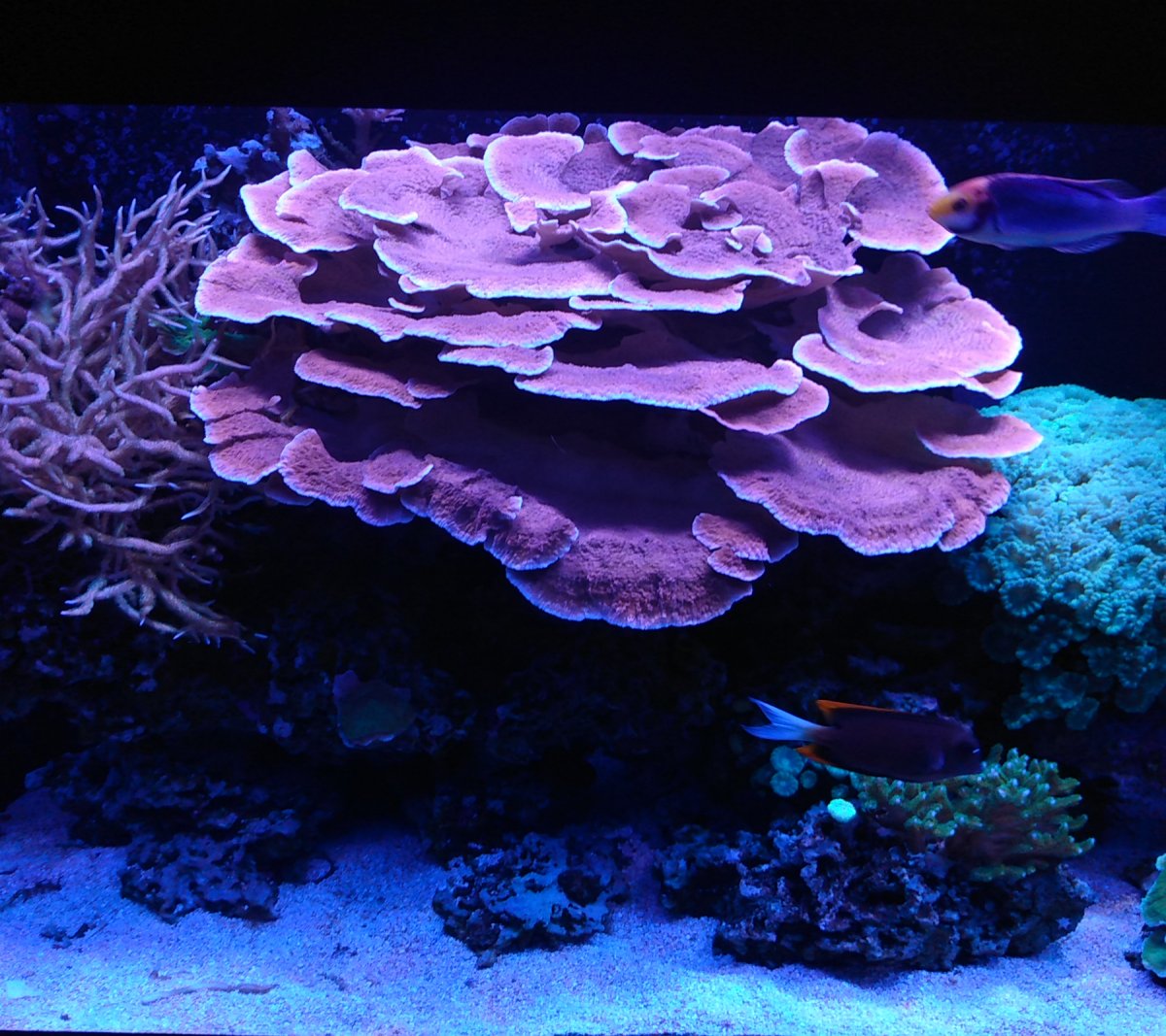 Placing/Gluing Montipora? | REEF2REEF Saltwater and Reef Aquarium Forum