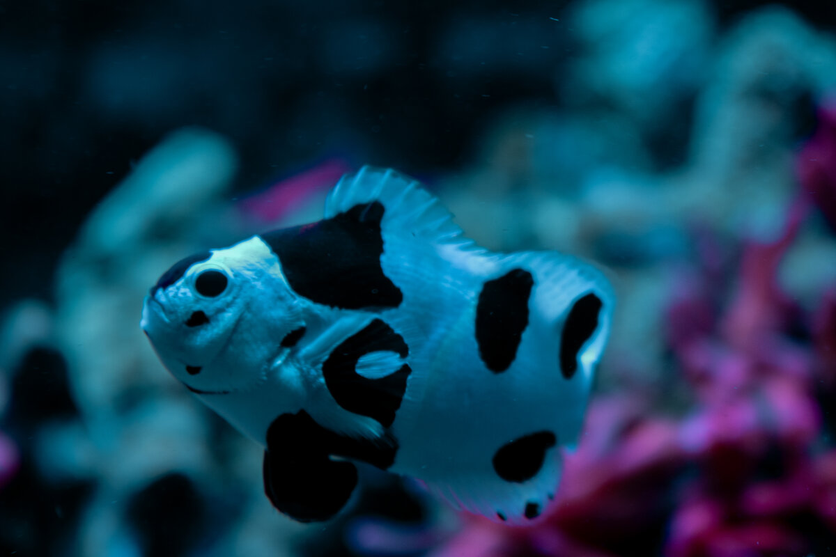 DSC_0083.jpg
