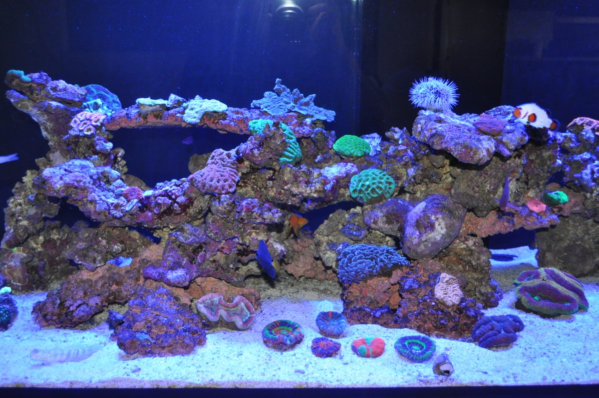DSC_0155.JPG