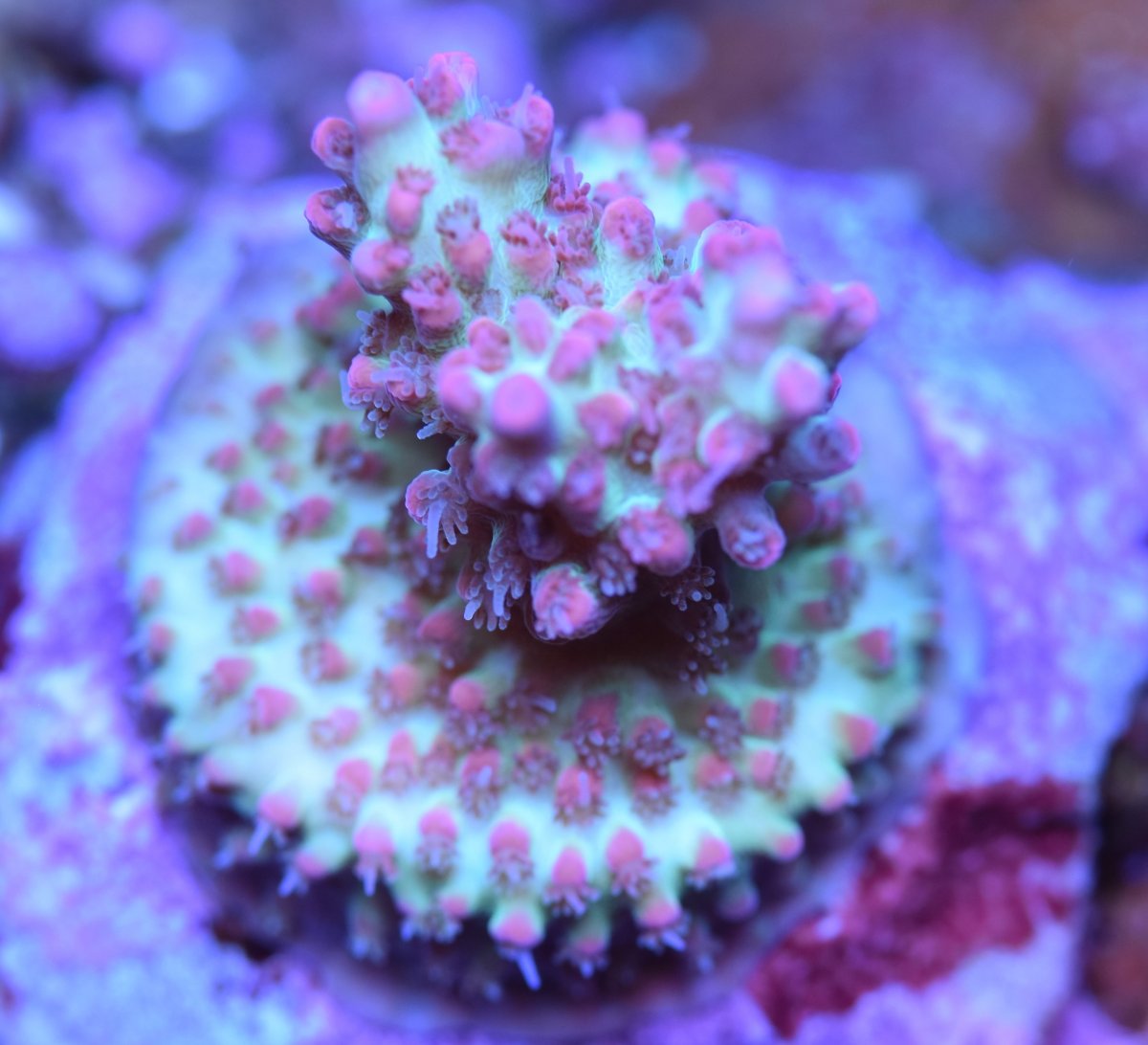 DSC_0163.JPG