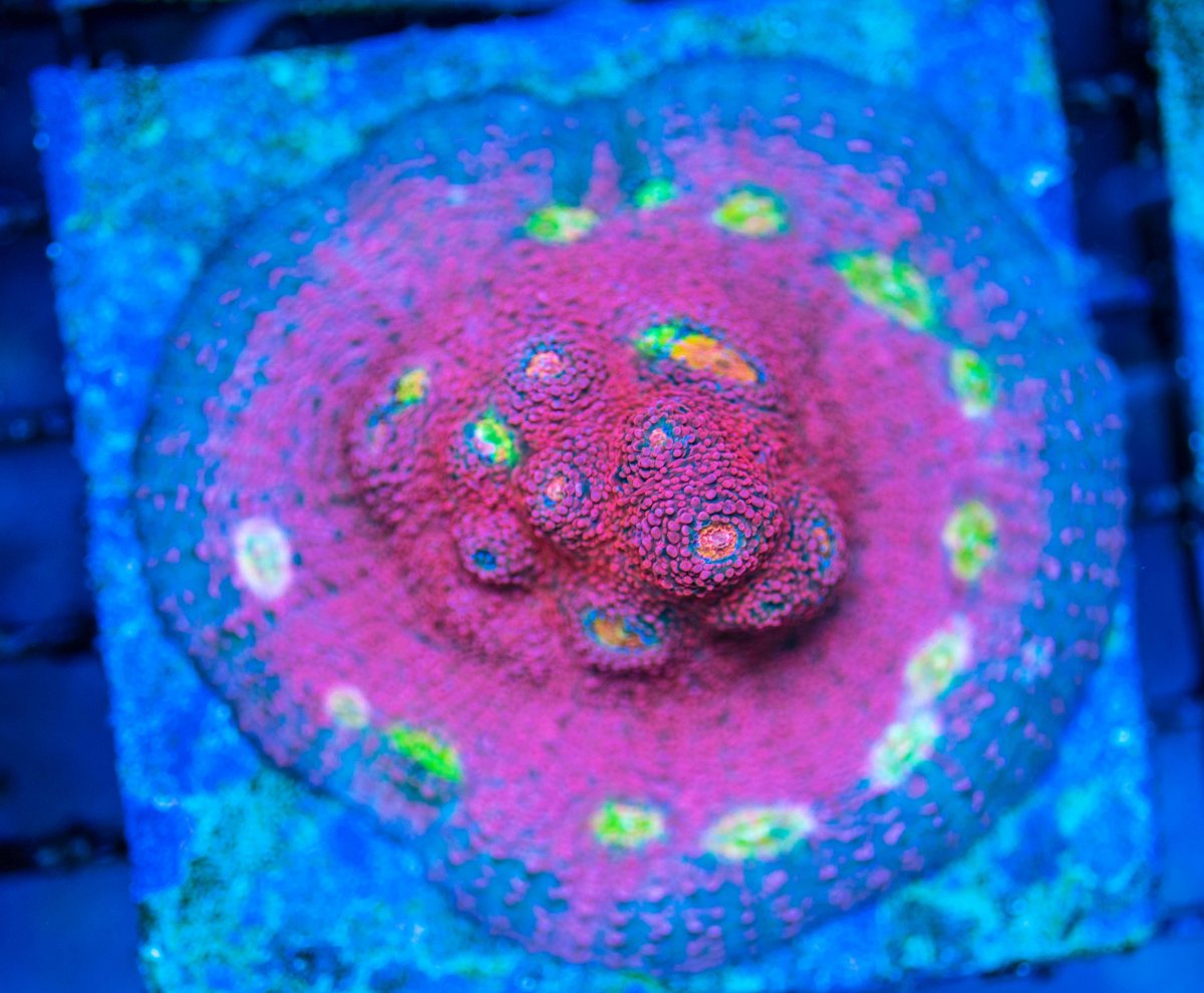 DSC_0175 copy.jpg