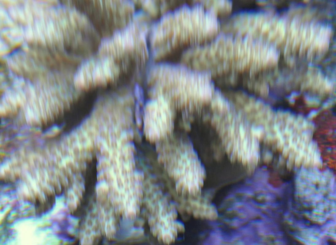 DSC_0218.jpg