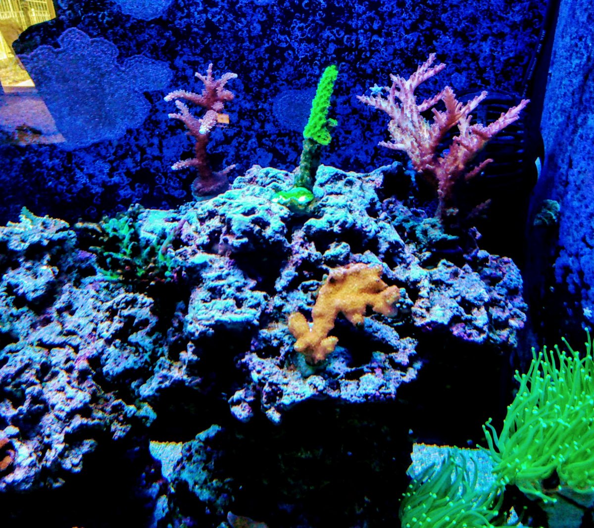 Instant Ocean Sea Salt O.K. for hosting Corals Reef2Reef