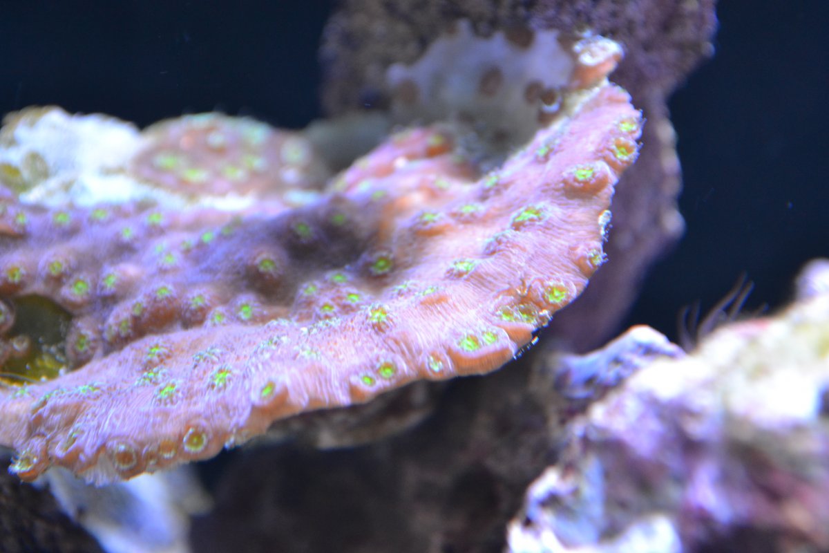 DSC_0335.JPG