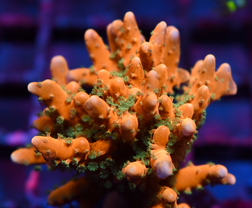 TCK Colony Photo Thread | Page 5 | REEF2REEF Saltwater and Reef ...