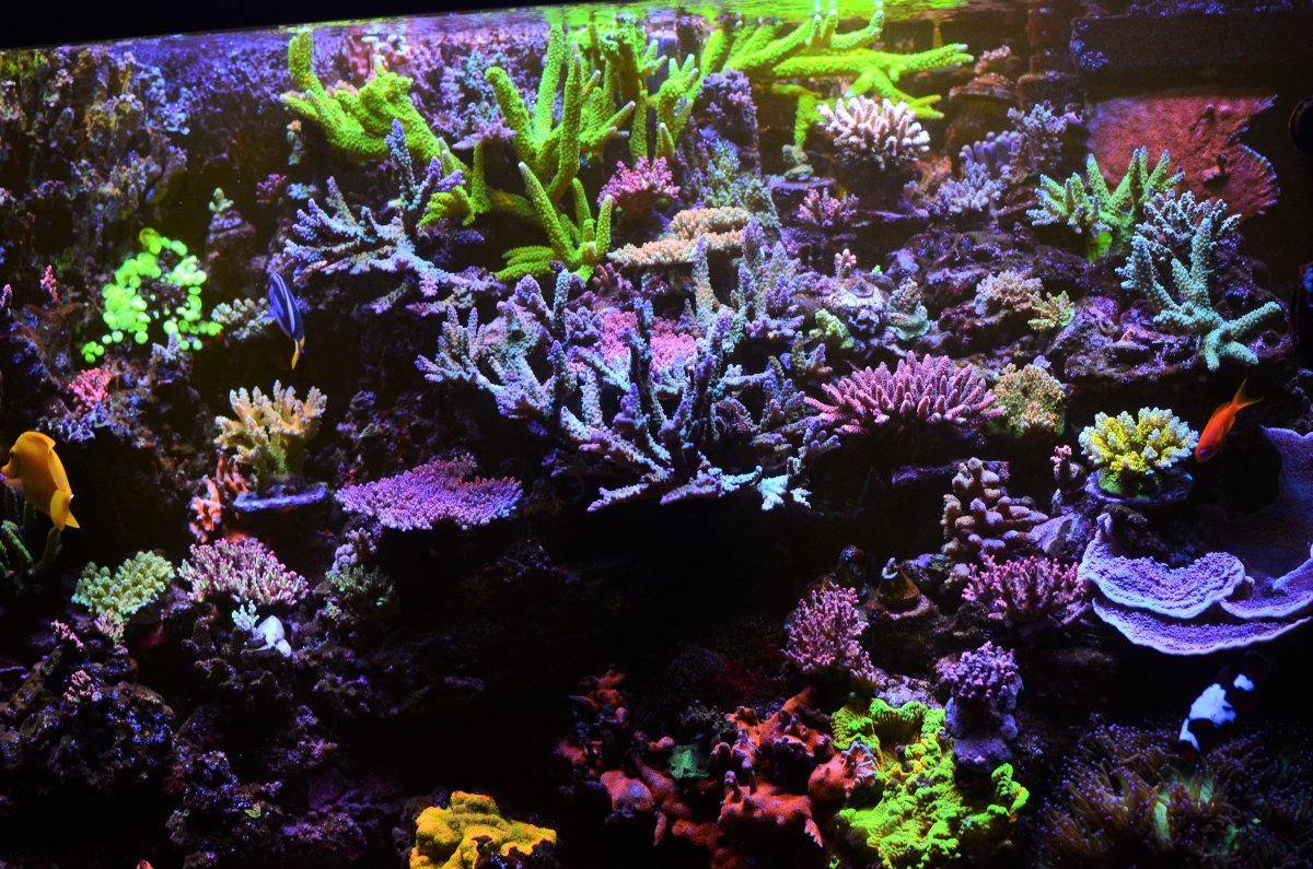 DSC_0376 corals2.JPG