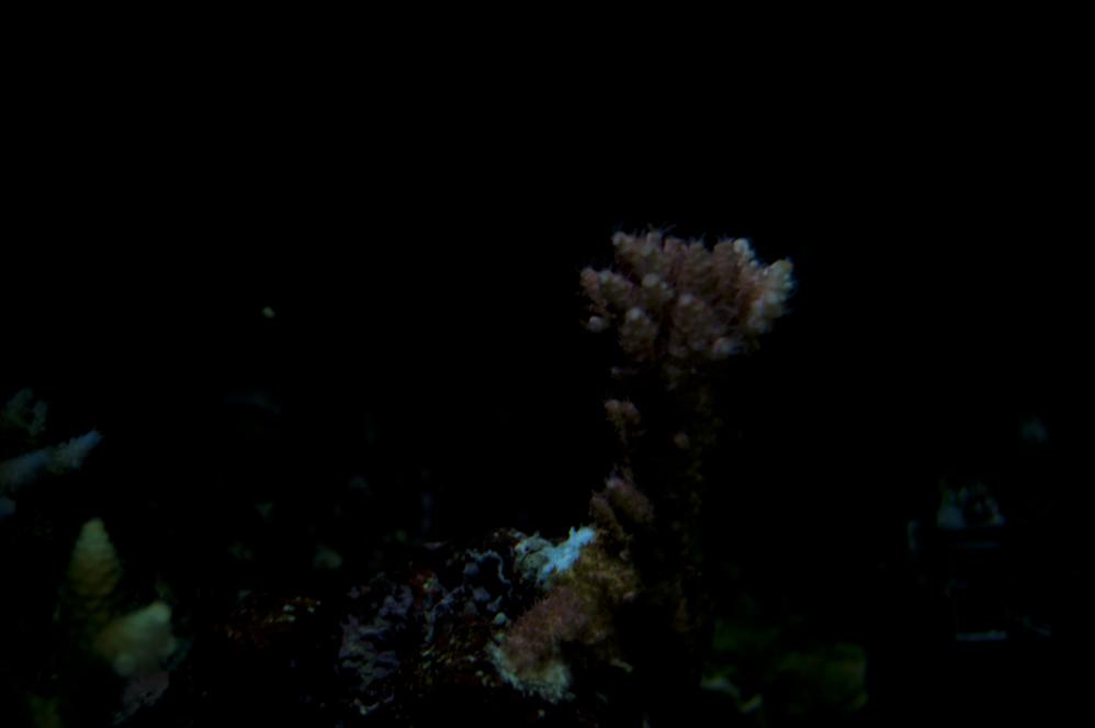DSC_0446.jpg