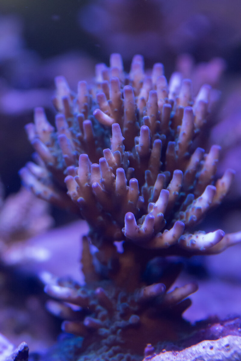 DSC_0486.jpg