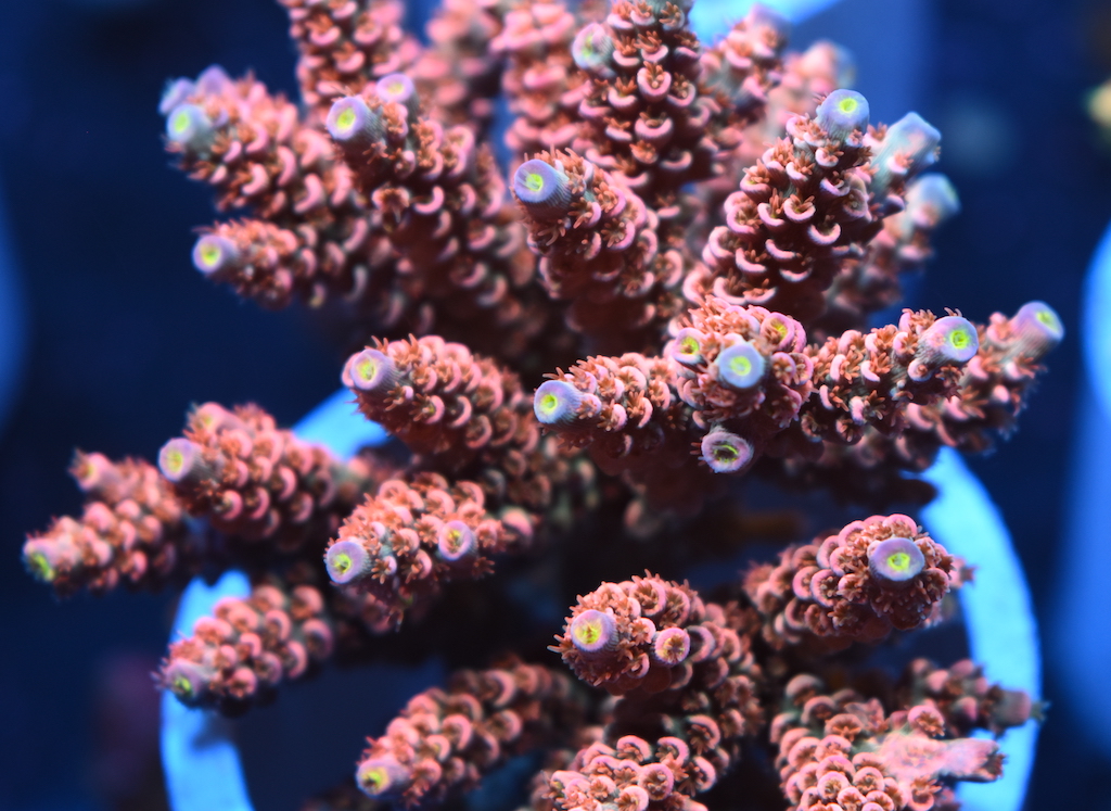 Crazy Tenuis Update + New Releases! | Reef2Reef