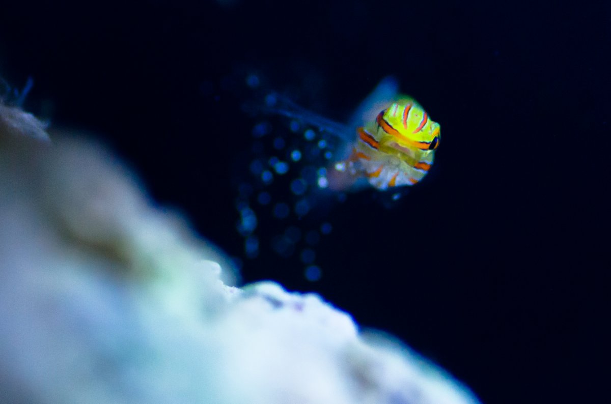 DSC_0675.jpg